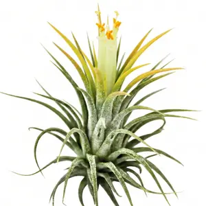 Tillandsia ionantha Yellow