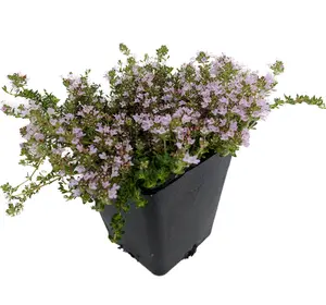 Fairy Elfin Thyme Plant - World's Smallest Thyme - 2.5" Pot - Fairy Garden