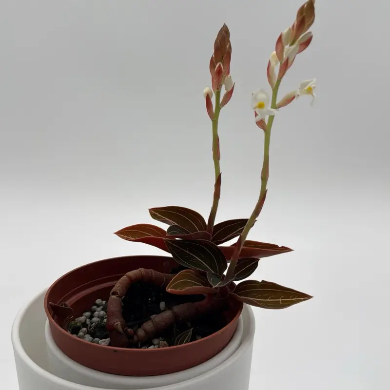Jewel Orchid Ludisia Dark leaf 4" pot Rare House Plant for Beginners Unique Leaves Indoor Home Decoration Easy Care Low Maintenance Decorative Plant