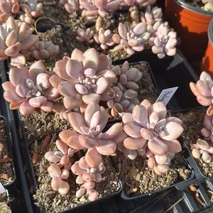 Pachyphytum ''Oviferum"  Cluster (around 3'') - Bare Root Succulents - Terra Tales