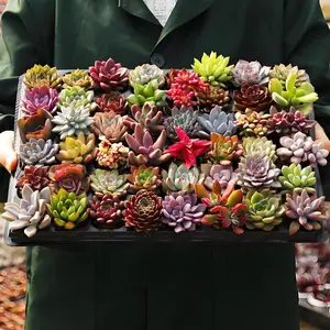 12PCS Assorted Succulents with Root, Live Succulents Collections for Succulent Starters, Garden Lovers, DIY Projects, Wedding Favors at Least 10 Different Varieties