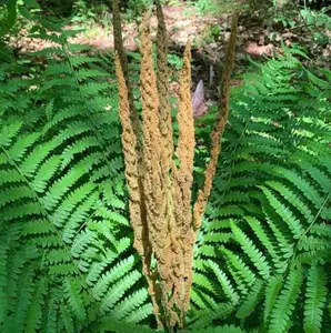 Pack of 5 Fern Bare Roots, Live Cinnamon Fern Plants, 3 to 6 Inches Long, Fern Tree Live Plant for Garden, Fern Live Plants Outdoor Indoor, Live Fern Plants