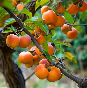 American Persimmons Tree Diospyros Virginiana American Plant 6-12"Tall Qt Pot