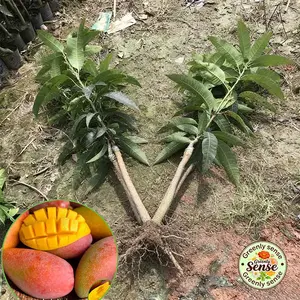New mango seedlings. Genuine mango variety. Short and space-saving. Cold and dry-resistant. Can bear fruit in the same year. Easy to plant for beginners.