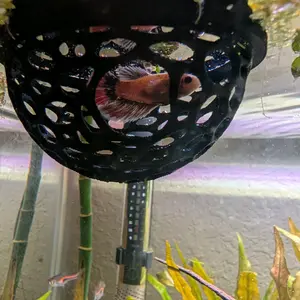Floating Betta bed