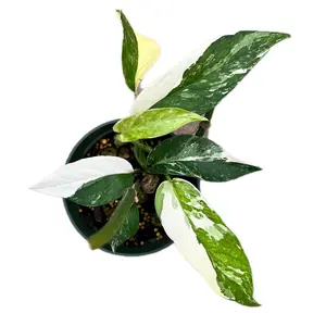 Epipremnum pinnatum 'Albo'