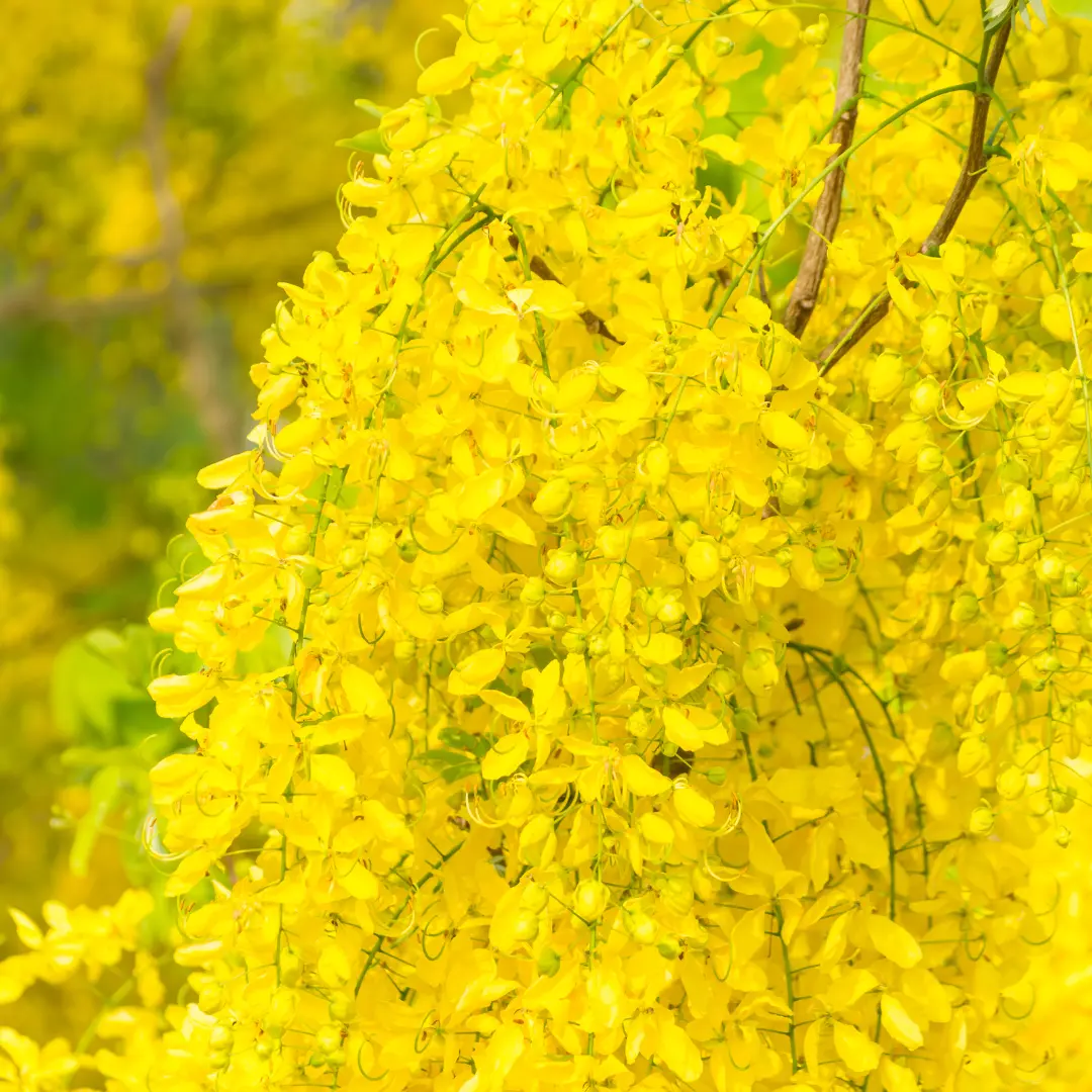Golden Shower Tree Seeds (Senna fistula) Tropical ornamental tree with striking yellow cascading flowers, fast-growing, drought tolerant, and perfect for gardens, streetscapes, and ornamental landscapes