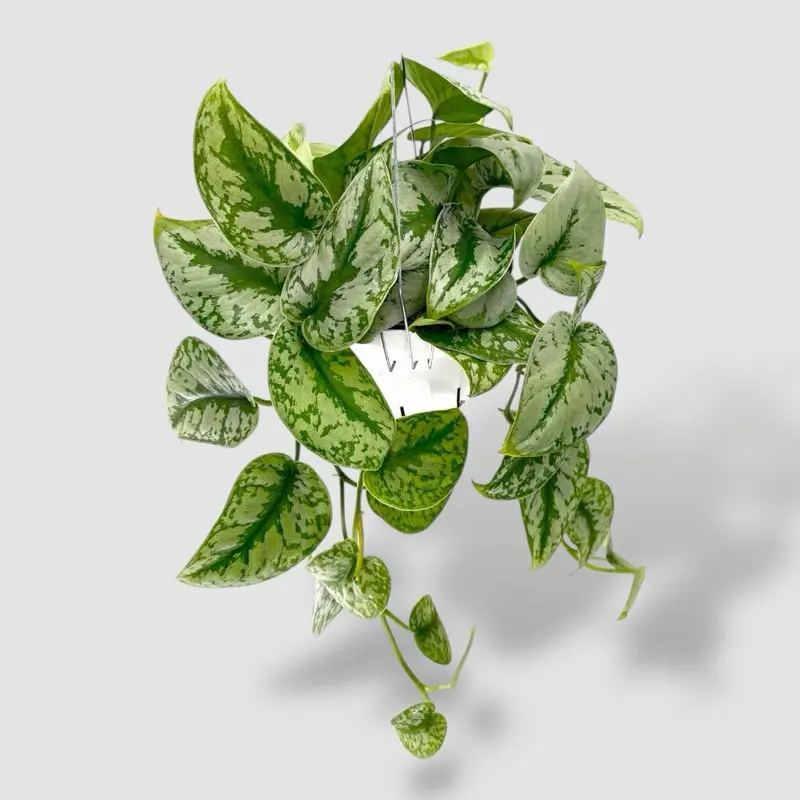 Scindapsus Exotica Silver Splash 6” - Low Maintenance Hanging House Plant - Not Pet Safe