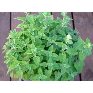 Catnip(Organic) - 400+ seeds