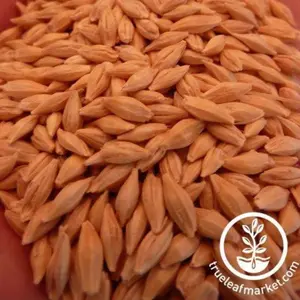 Barley Seeds - Common Grain