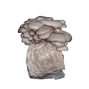 Blue Oyster Cultivator Kit - 10 lb Grow Kit, Fresh Farm-Grown Strains, and Free Misting Bottle