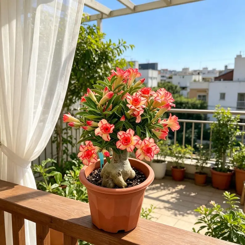 Desert Rose Adenium Obesum Live Plant, Flowering Bonsai Succulent, Low Maintenance Houseplant