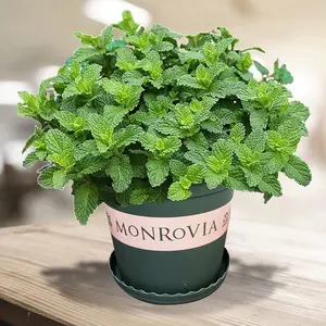 500 Mixed Mint Seeds for Planting, Heirloom Herb Seeds, Fragrant Culinary Mint Variety, Easy to Grow Indoor Outdoor Garden, Non-GMO, Seeds Only, Not Live Plants