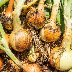 Organic Yellow Sweet Spanish Onion Seeds (Allium cepa) Large mild-flavored onions with golden skins, excellent for fresh use, storage, and cooking