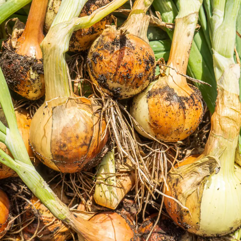 Organic Yellow Sweet Spanish Onion Seeds (Allium cepa) Large mild-flavored onions with golden skins, excellent for fresh use, storage, and cooking