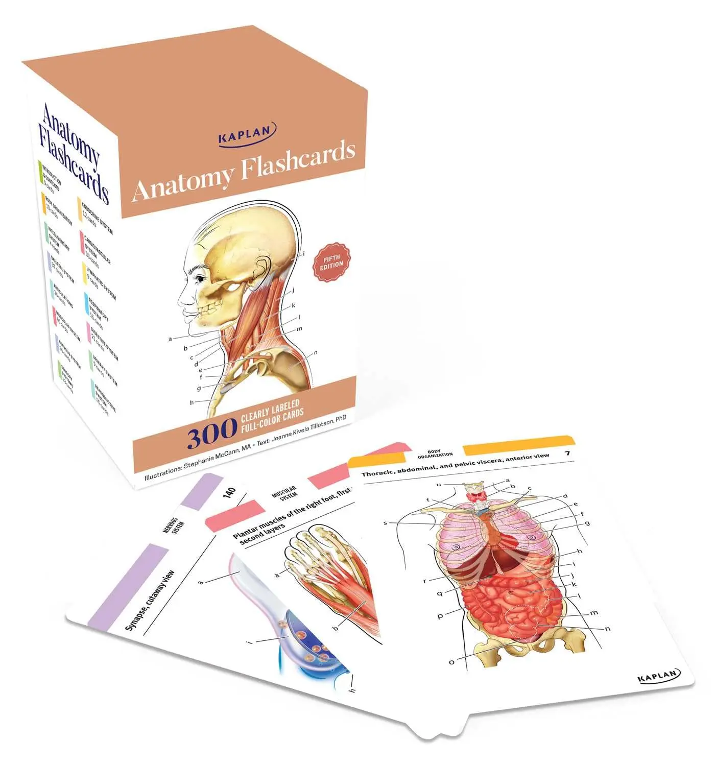 Anatomy Flashcards: 300 Flashcards with Anatomically Precise Drawings and Exhaustive Descriptions -- Stephanie McCann - Other