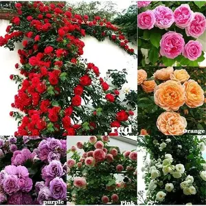 300PCS Heirloom Climbing Rose Seeds – Vibrant Multi-Color Perennial Vines for Trellises, Fences & Arbors – Stunning Blooms & Easy to Grow