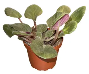 African Violet 4" (Saintpaulia ionantha)