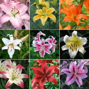 100pcs lily seeds for planting mixed-color lily seeds
