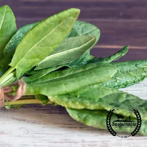 Sorrel Seeds - Red Apache (Organic)