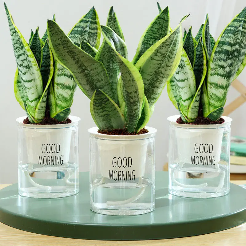 3-Pack Assorted Live Snake Plants (Dracaena Trifasciata) - Low-Maintenance Air-Purifying Succulents, Indoor Potted Plants for Bedroom, Office Home Decor