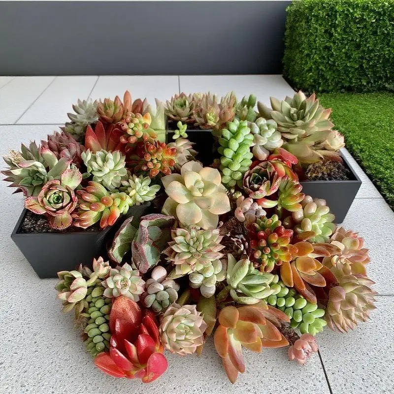 12-Piece Varied Rare Succulent Propagations - 0.5-1.5 in Trimmed Roots Premium Live Stems, Easy-Care Office Desk Décor, DIY Garden Projects Plant, Unique Gift for Succulent Lovers, Rare Succulents