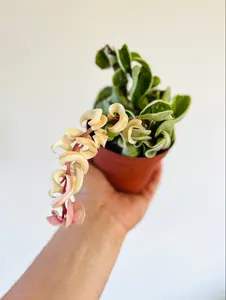 Variegated Hoya Compacta - Hindu Rope Wax Plant