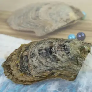 Akoya Pearl Oyster mini pearl