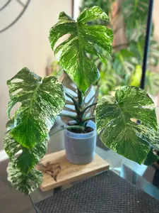 Monstera Mint - A