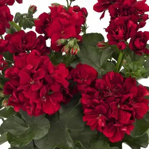 Green River Double Red Geranium Seeds - 10 Premium Perennial Flower Seeds for Cottage Gardens & Pollinator Friendly - USDA Zones 4-9 - Drought-Tolerant & Sun-Loving - Vibrant Blooms All Seasons