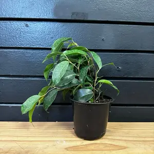 Plants Ficus Plant Danielle 4 Inch Pot
