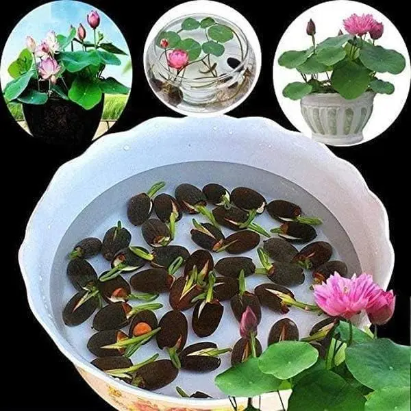 20Pcs Mixed Color Bonsai Bowl Lotus seeds Live Plants - Pre-Sprouted Water Beauties for Indoor and Outdoor Aquatic Settings