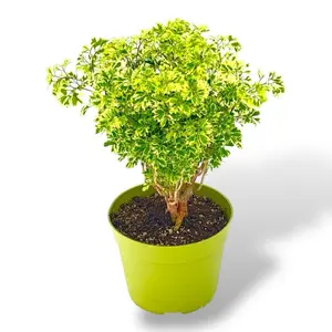 Ming Aralia Gold Bonsai, 6 Inch Pot, Live Plant