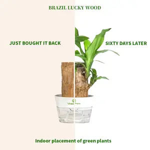 Livestream-Exclusive Link-Brazilian Wood-Easy Care Indoor Live Plant for Home Decor