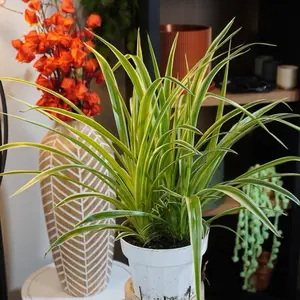 Ocean Spider Plant - 6” Pot