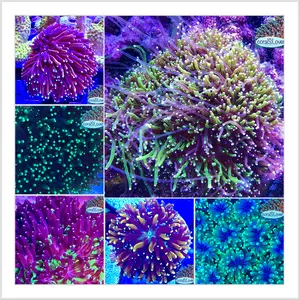 Aquarium Coral-Inspired Decor Custom Set – Reef Tank Display | Choose Your Own Eco Pieces | coralSLover