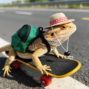 Interactive Small Pet Toy Set, Reptile Skateboard Kit with Costume Accessories, Ideal for Daily Play and Training, Fun Pet Toys