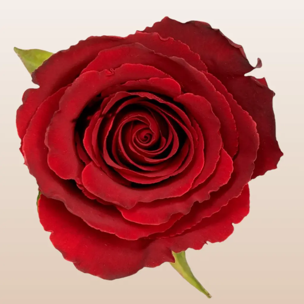 Believe Fresh Red Roses 50cm Imported from Ecuador Medium Bloom 30 Petals 12 Days Vase Life Mini Pack 50 Stems Large Pack 100 Stems