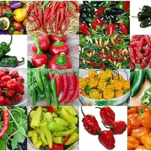 Mix 30 Hot Pepper Mix Seeds 16 Varieties Habanero, Tabasco, Jalapeno, Yellow and Red Scotch Bonnet, Jalapeno Habanero .