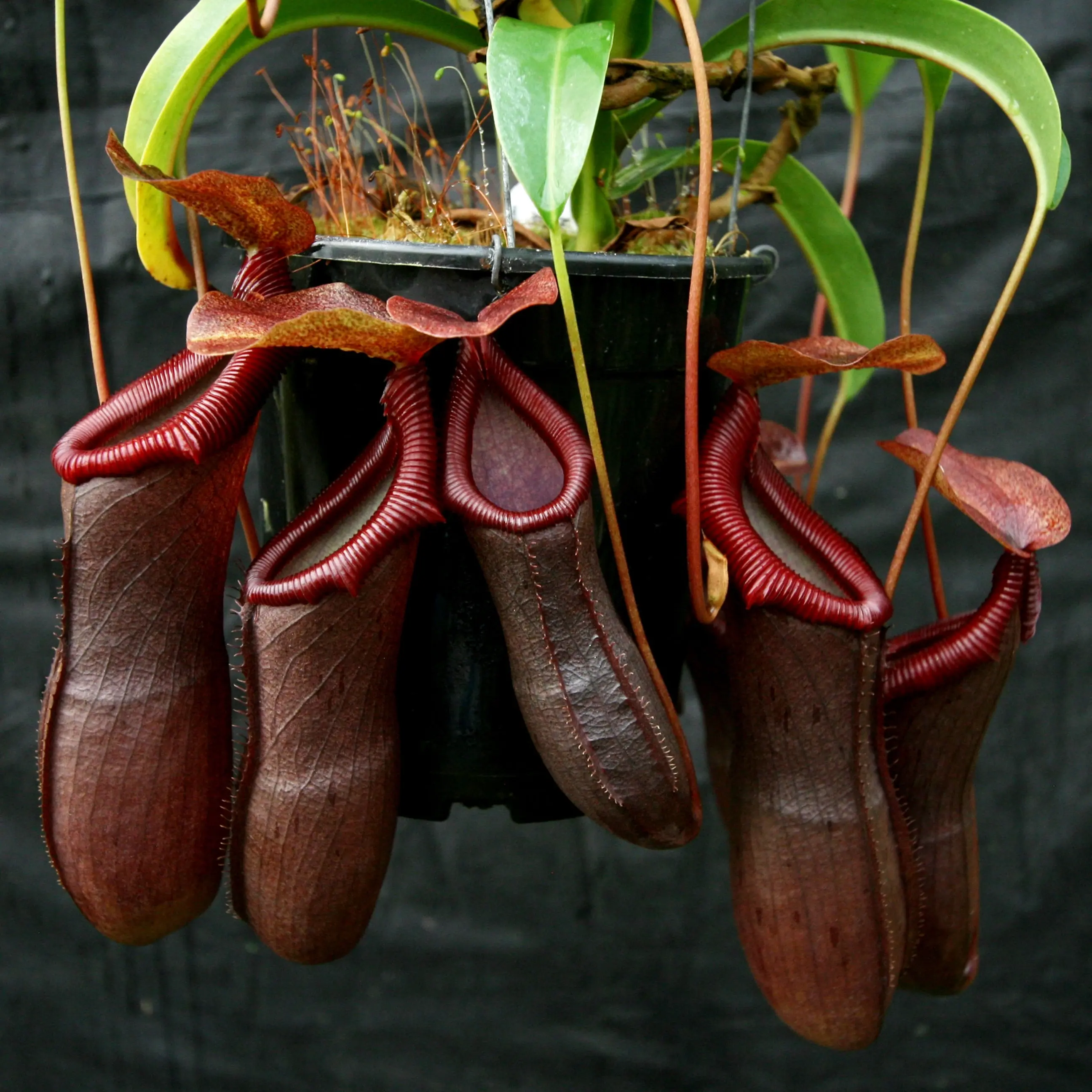 Nepenthes Bill Bailey