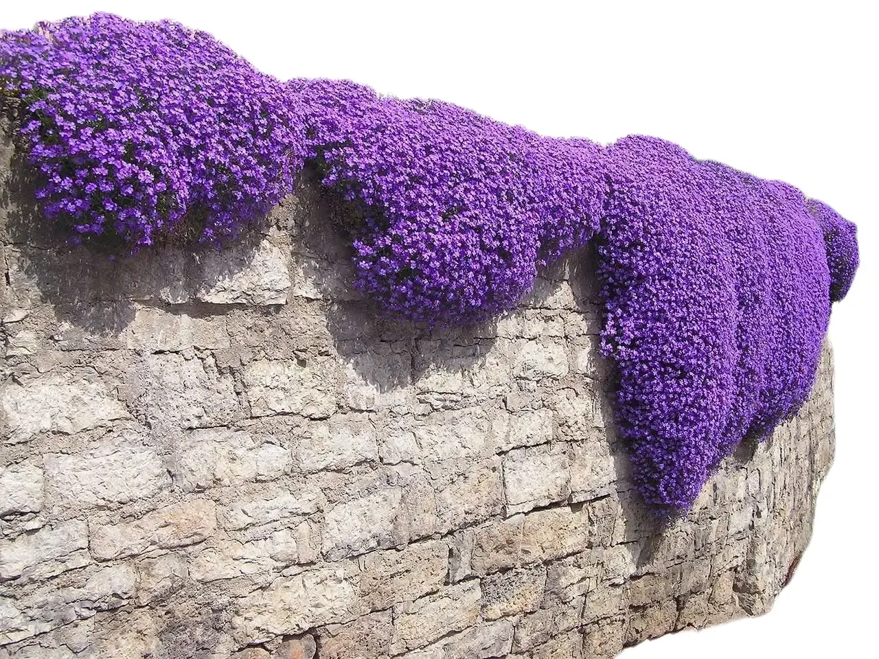 30 Rock Cress Seeds - Cascade Purple Flower Seeds Perennial Deer Resistant Spring Garden Planting Easy to Grow Vibrant Color