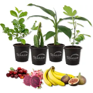 Fruit Fiesta Variety Pack - 4 Live Plants in 4 Inch Pots - One Each of Banana Tree, Dragon Fruit, Barbados Cherry Tree, and Fig Tree for Your Edible Garden