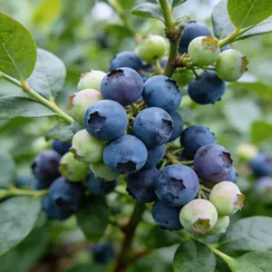 Heirloom Blueberry Seeds – Grow Your Own Berry Plant at Home, Easy Care for Beginners, Suitable for Outdoor Garden and Large Pots