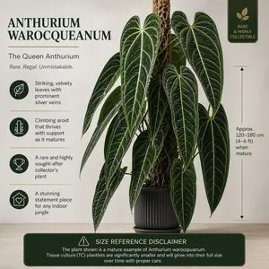 Anthurium Queen Warocqueanum | Rare TC Plantlet | sellers choice