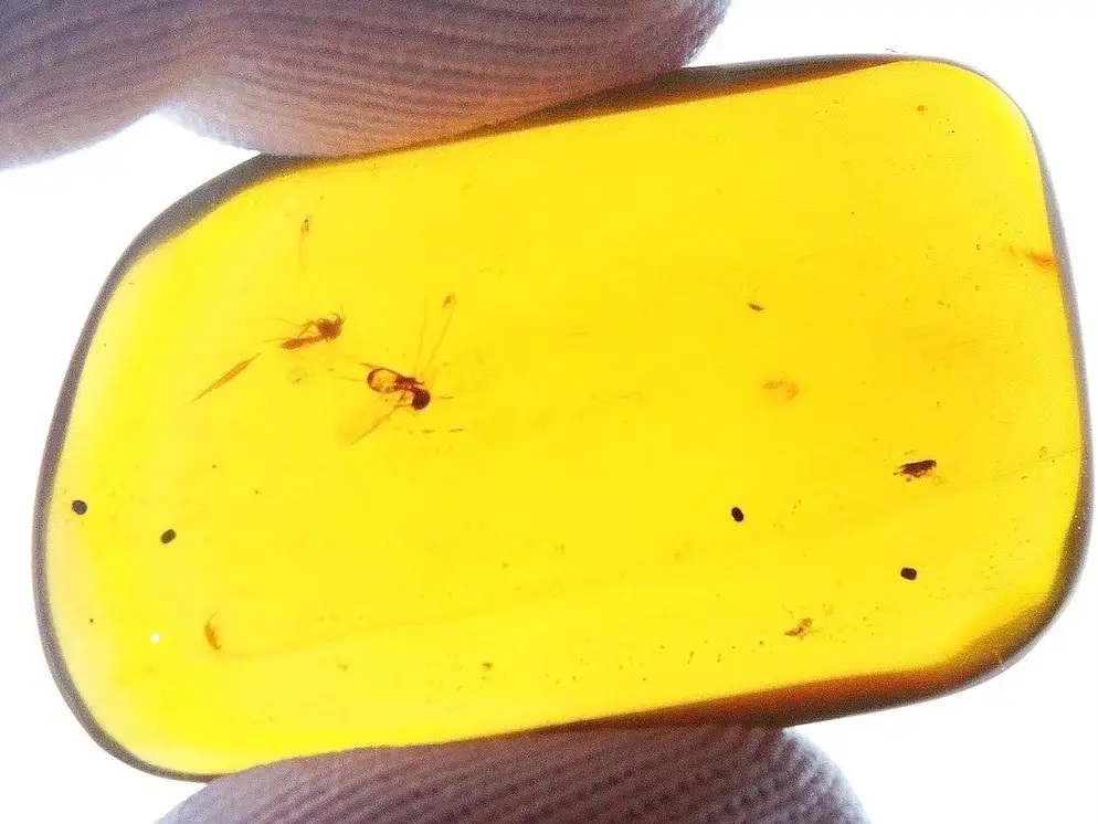 $45.00 Amber Piece