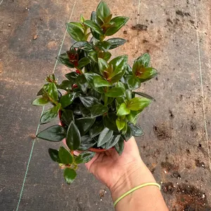 Black goldfish plant 4 in pot  plant plant collection