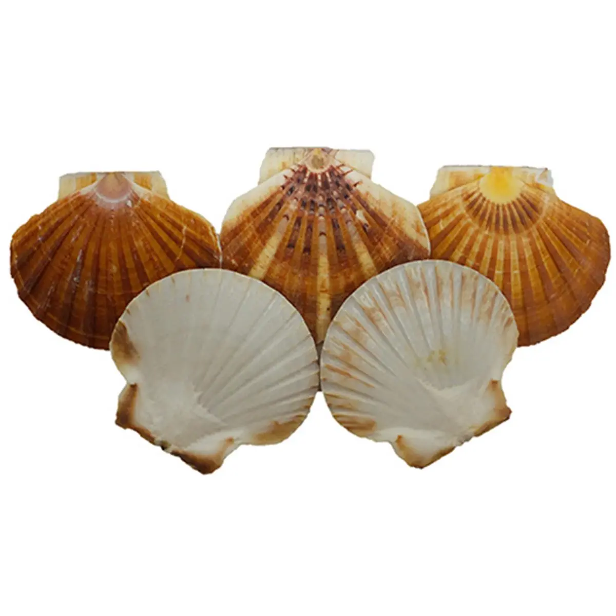 Irish Flats Seashell Aquatic Decor, 20-Piece Fish Tank Decoration for Pet Aquariums