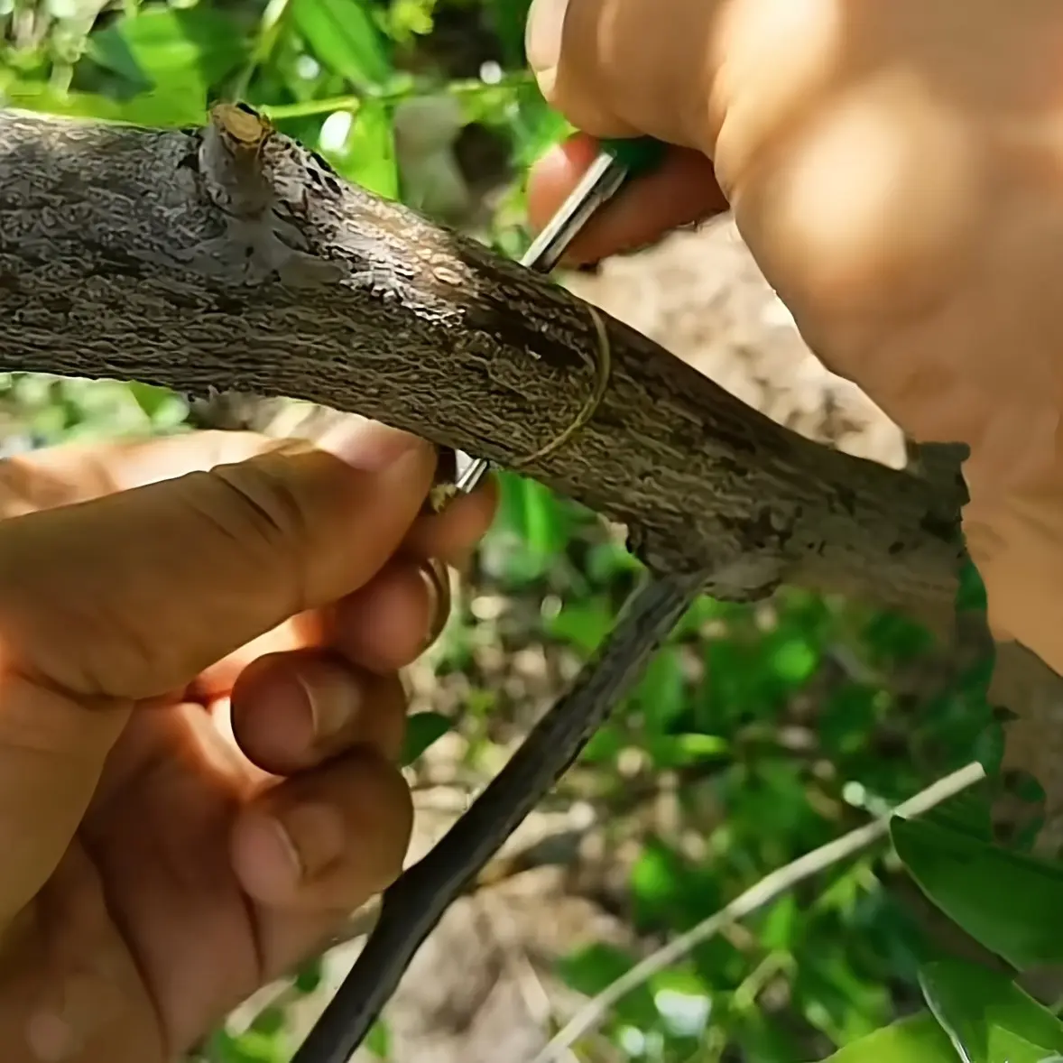 Stainless steel grafting tools, professional gardening pruning shears, Garden anvil trimmer, with bark knives, fruit tree sapling grafting ring knives, suitable for orchards and vineyards, ring cutters, ring scissors for fruit trees