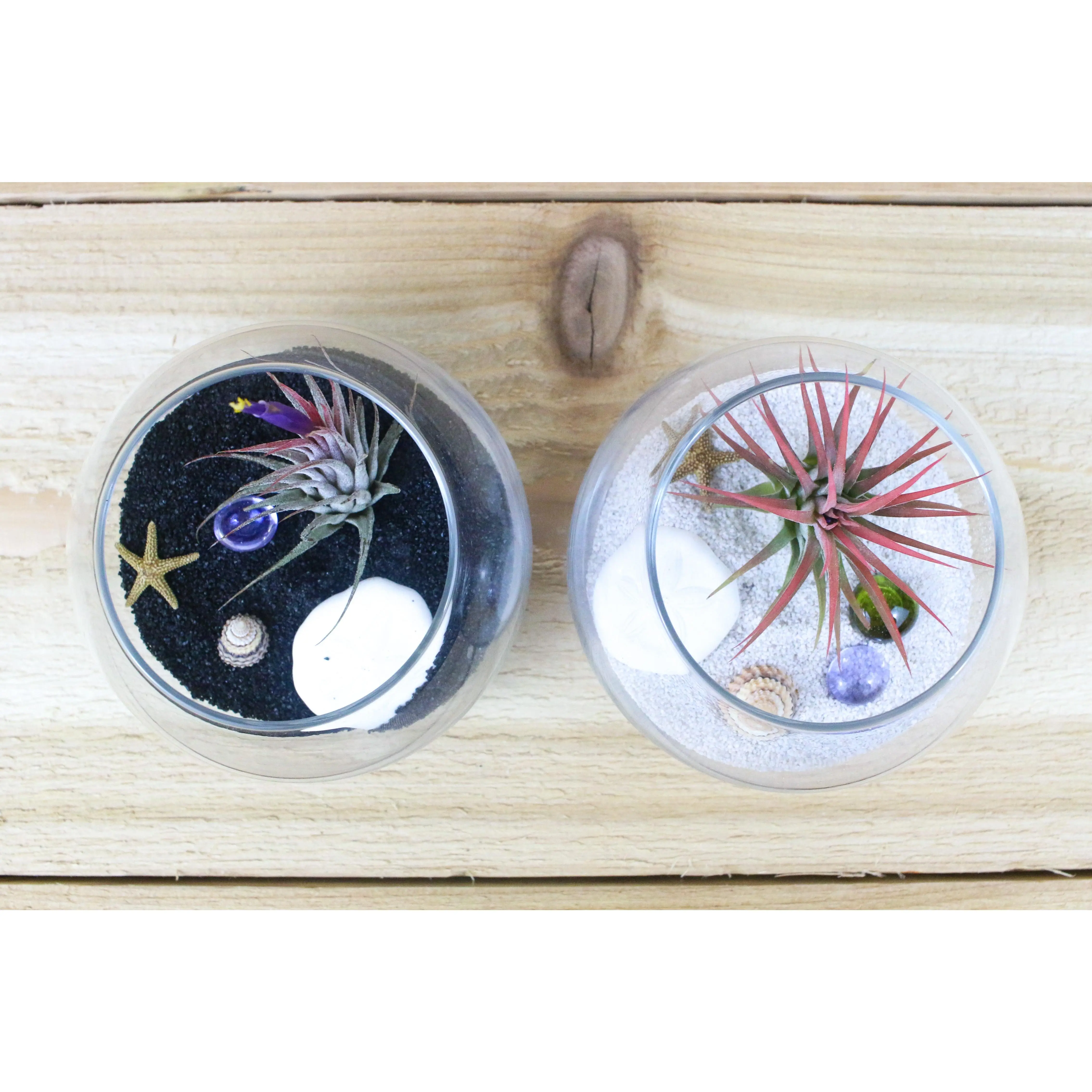 Complete Bubble Beach Glass Terrarium Kits with Air Plants [2 Pack]