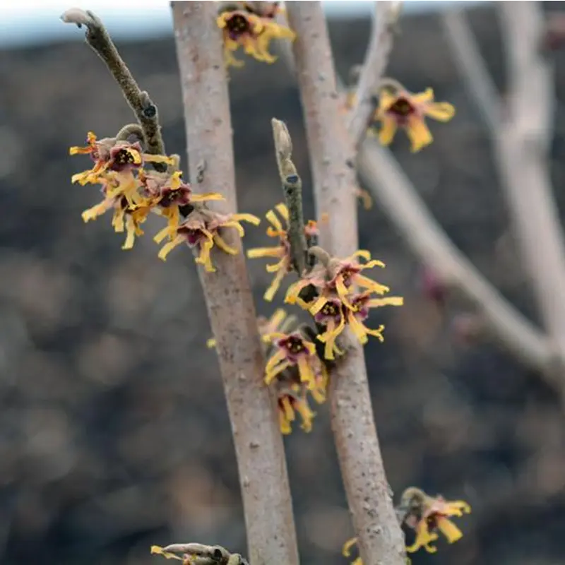 Vernal Witch Hazel